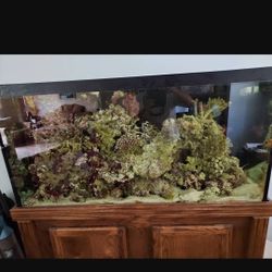 INDO/FIGI Cured Live Rock W Nice Coraline Growth