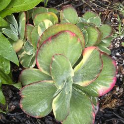Large Variagated Kalanchoe