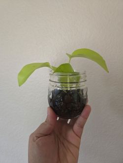 Live Plant 💚 Neon pothos rooted in leca