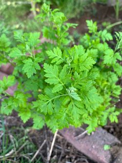 Feverfew, Ajuga plants