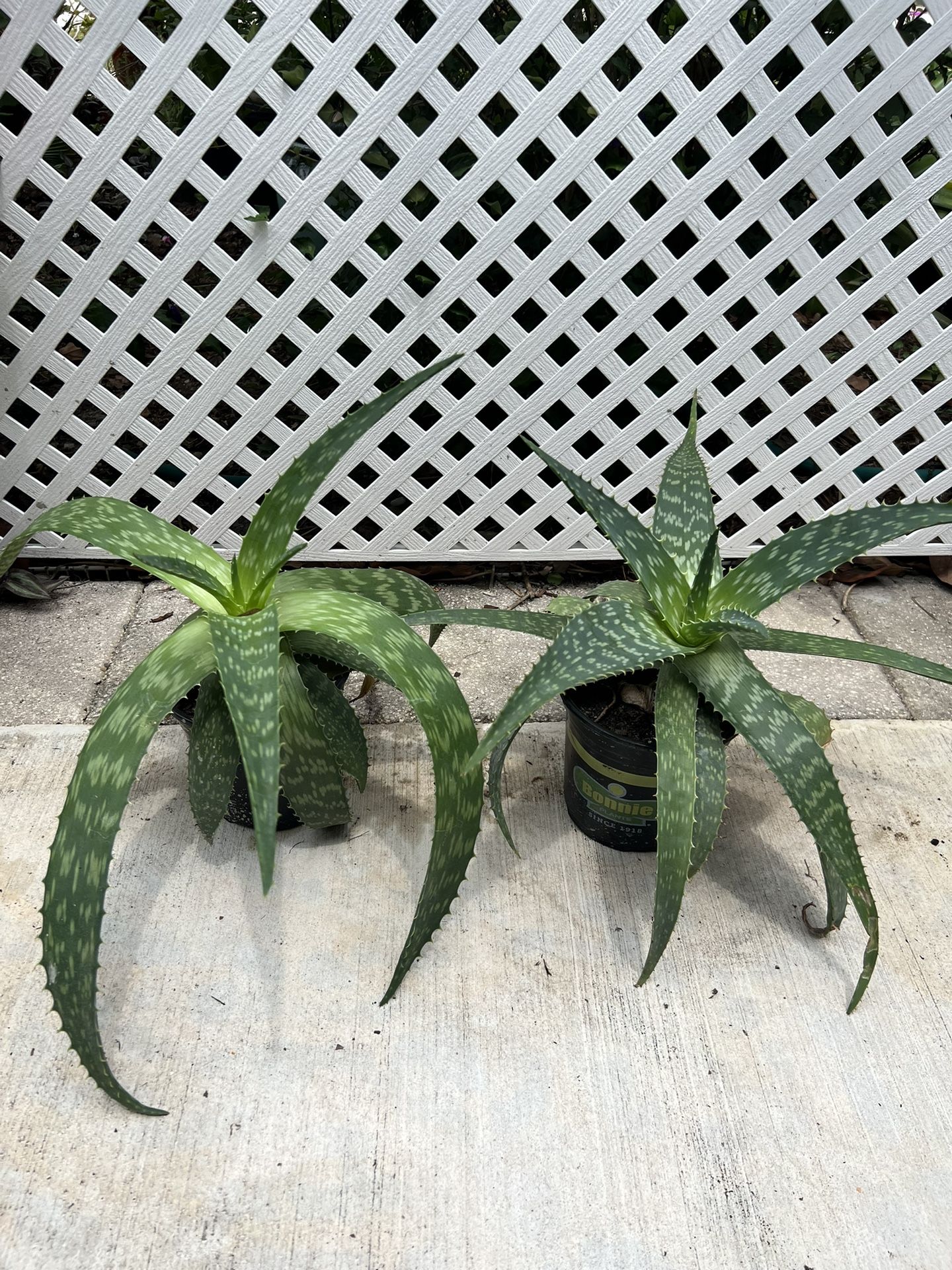 ALOE VERA PLANTS IN POT FOR SALE IN LARGO 