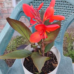 Cana Lily's Plant 