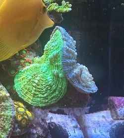 Double Scoly saltwater aquarium decoration
