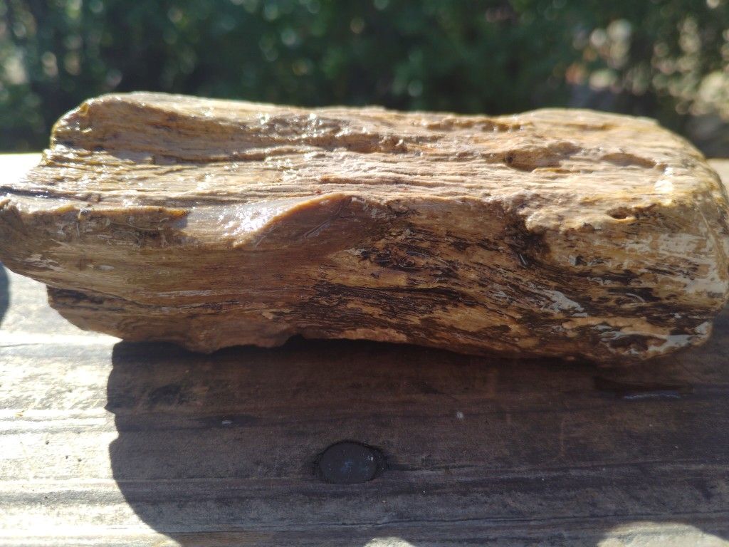 Petrified Wood