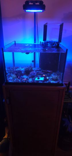 25 Gallon Lagoon Reef Tank