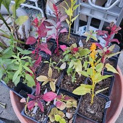 Tomato/herbs seedlings