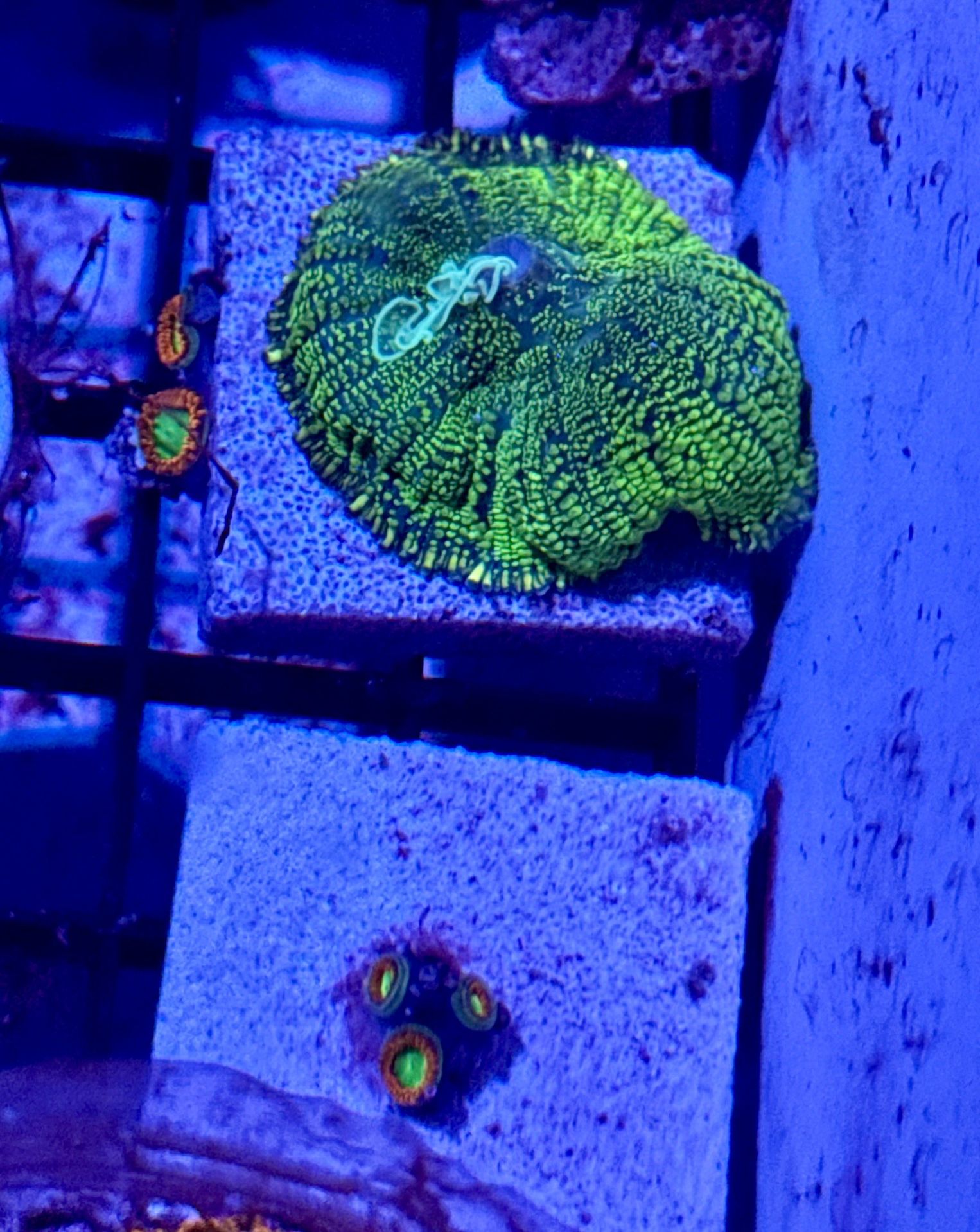 Green mushroom Coral