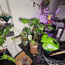 Established Monstera Deliciosa 