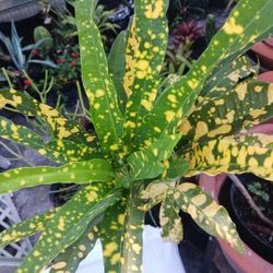 Incredible Croton Landscape Plant Potted Plant