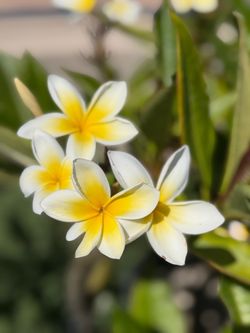 Plumerias for sale!