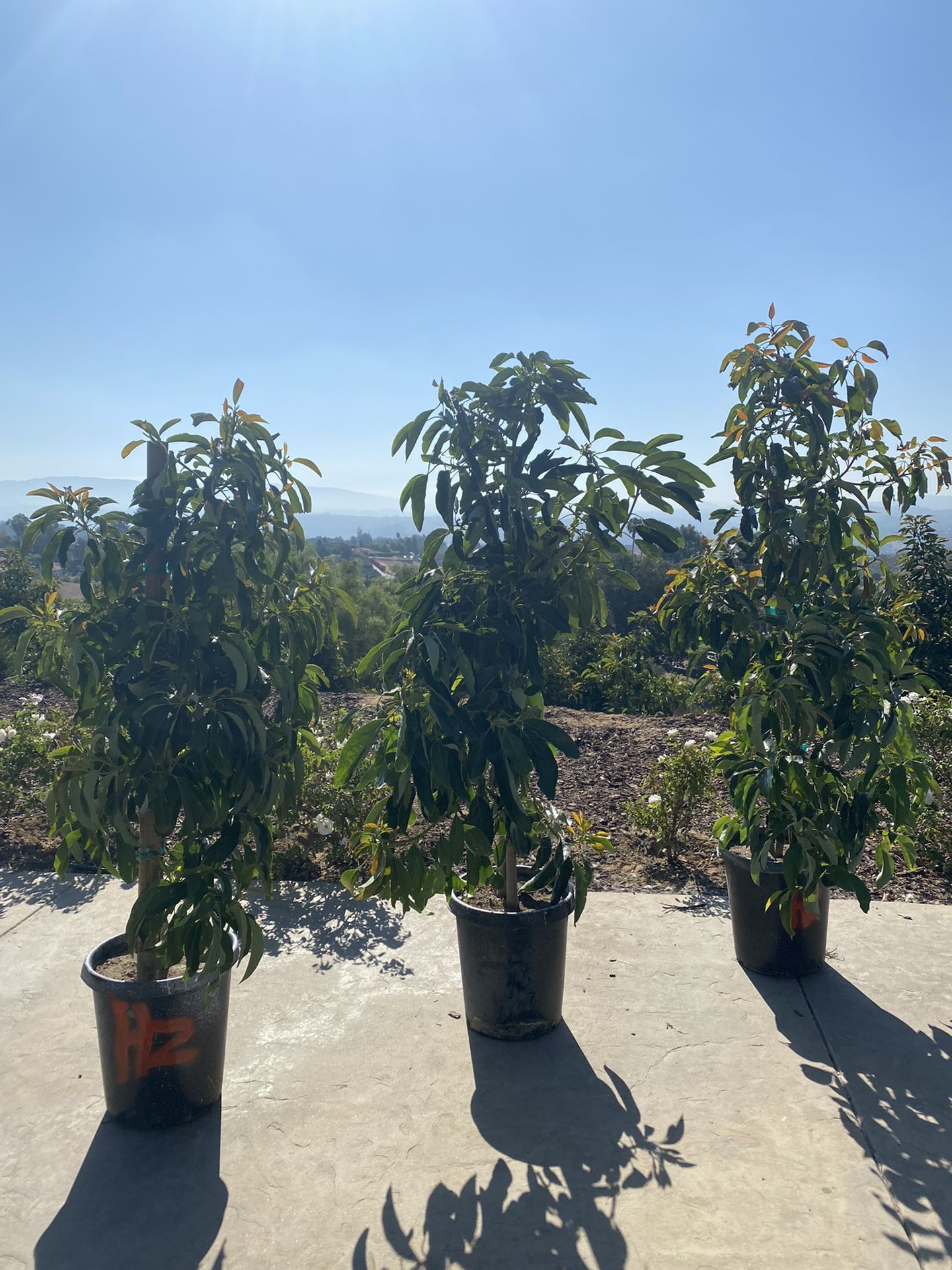 Extra Large Avocado Trees
