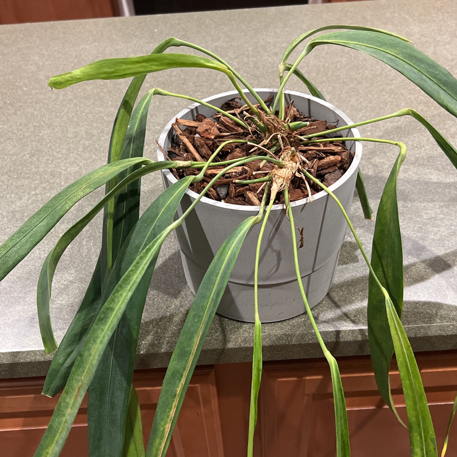 Anthurium Friedrichsthalii (live plant)