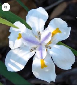 African Iris aka butterfly Iris