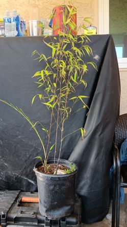 Bamboo Black