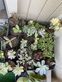 Succulents and cactus available