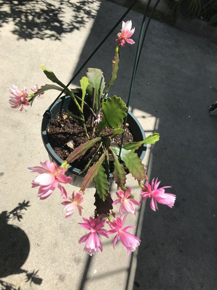 German Empress Epiphyllum Orchid Cactus (Pink) for Sale in Stanton, CA -  OfferUp