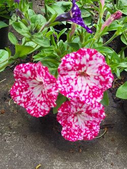 Rare Large Strawberry Sky Galaxy Petunia Flower Plants! Several Colors Avaialble! Flexes Pink To Red With White Variagated Speckles That Look Like A G