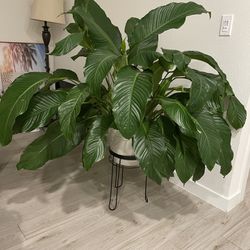 Peace Lilly Plant with Planter and Stand