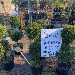 Topiary Small 