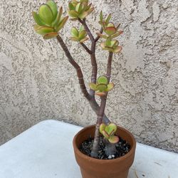 15” Jade Tree/Money Jade/Lucky Jade/Friendship Plant