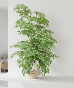 ♥️Gorgeous China Doll Plant 👉PLS READ DESCRIPTION♥️