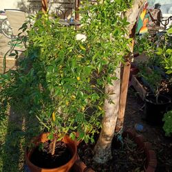 Tall White Climbing Rose Very Long Vines, Rose, Rosa Blanca Guia Grande