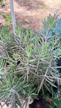 Mother of Millions