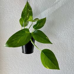 Golden Pothos In Hanging Pot 