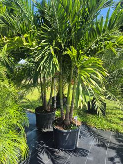 Christmas palm 30 gallons