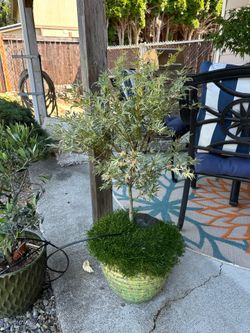 Butterfly  Japanese Maple