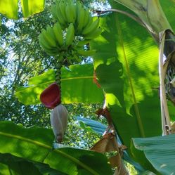 Hua-moa Banana Trees 