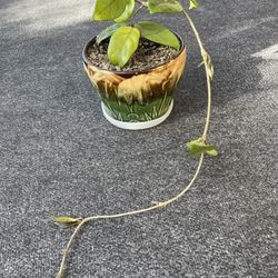 Hoya Plant
