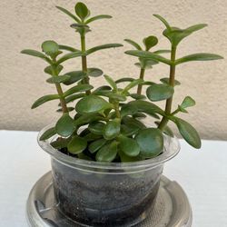 Live 7” Jade Plant 💚 Positive Energy