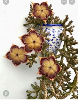 4” Stapelia Persian carpet in one gallon pot