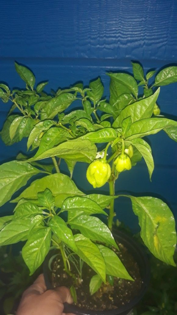 Plantas de Chile Habanero Y Miracielo Y Tabasco