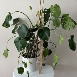 Large Plant Monstera 36”H