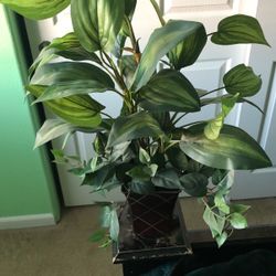 Plant With Vase Decoration