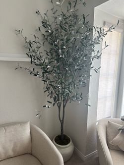 7ft Olive Tree - Hearth & Hand