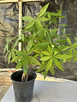 Money Tree