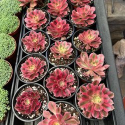 Colorful Succulents, Rooted And Established!