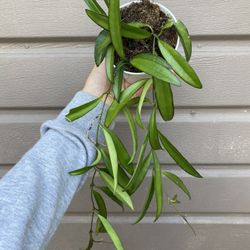 4” Hoya Wayetti