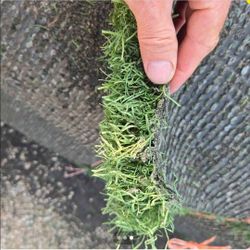 alpine- used artificial grass  $150 ea
