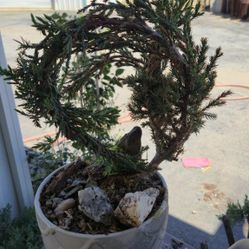 Bonsai Tree 5 Yrs Old