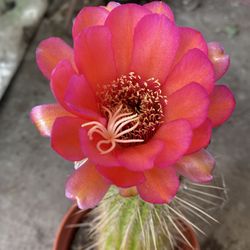 Cactus Blooming Plant, In 6 Inch Pot Pick Up Only