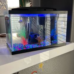 Fish Tank