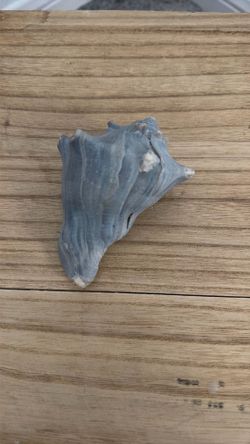 Small shell