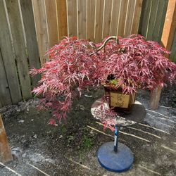 Bonsai Red Japanese Maple 