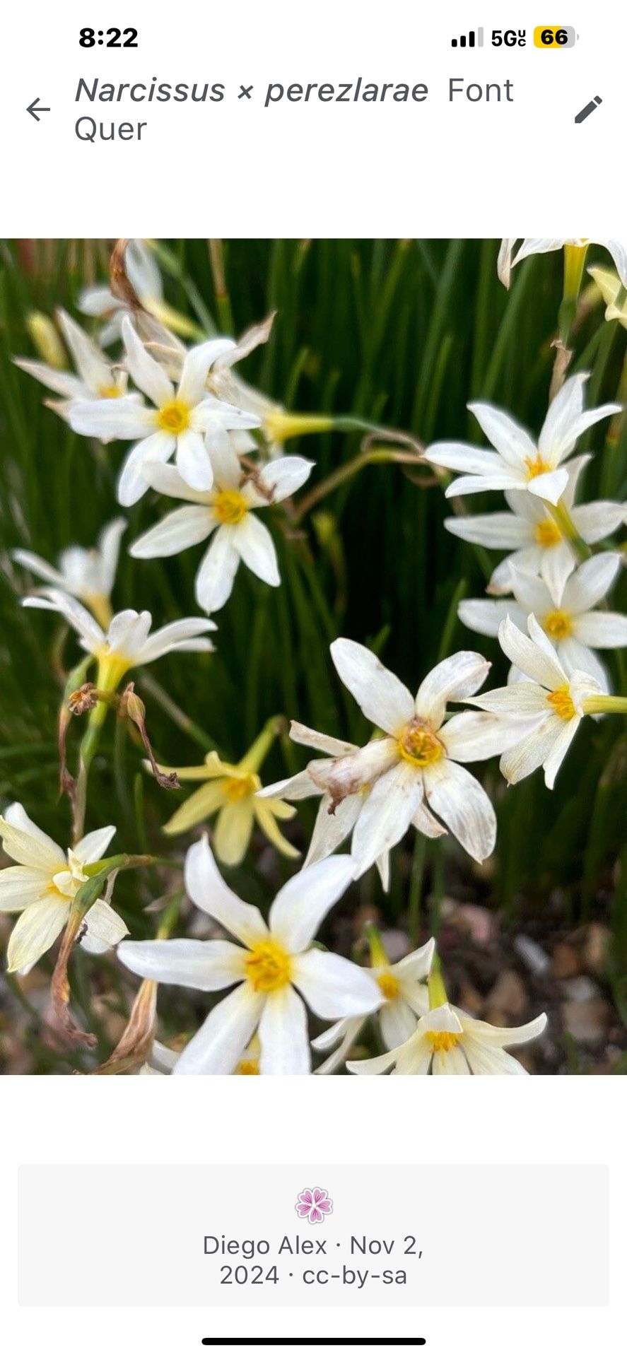 Plants 