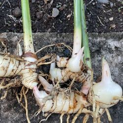 **Rare** Galangal Thai Ginger Plant Bare Root