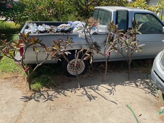 HILO Dark red plumeria cuttings. 4 large cuttings 3 of them are $50 each and 1 is $60. Have a few small $10 also they will go quick today